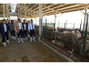 Büyükşehir’den üreticiye Merinos desteği