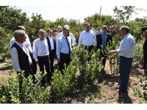 Dağ yöresinde hasat zamanı