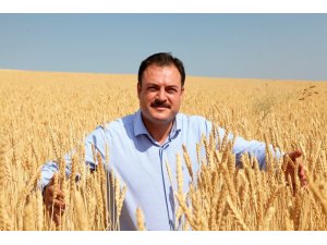 Bitlis’te buğday hasadı başladı