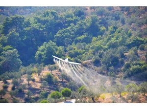 İlk gün 23 bin dekar zeytinlik havadan ilaçlandı