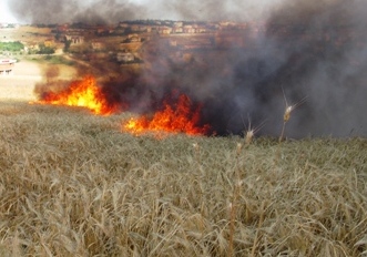 Bin dekar buğday tarlası kül oldu