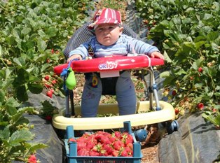 Çilek ihracatıyla Avrupa'ya açıldılar