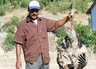 Enerji nakil hatları leylekleri tehtit ediyor