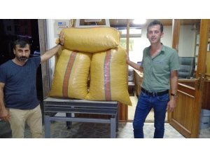 Yılın ilk fındığı Fatsa’da tüccara indi