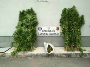 Bünyan’da esrar operasyonu