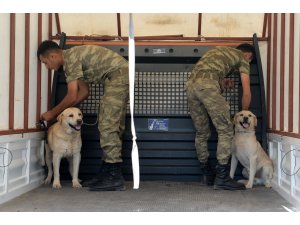 Sınırda görevli mayın arama köpeklerine bakım