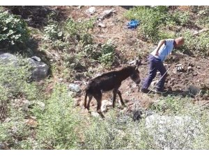 Mahsur kalan eşeği itfaiye kurtardı