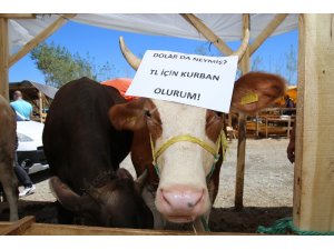 Kurban pazarlarından Türk Lirası’na destek