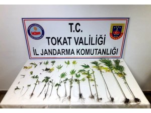 Kenevirleri sularken jandarmaya yakalandı