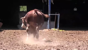 25 bin liralık kurbanlık boğa alıcısını bekliyor