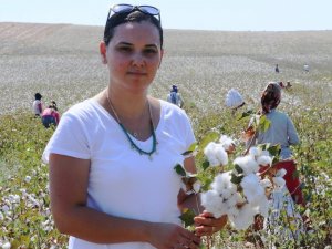 Çukurova’da pamuk hasadı başladı