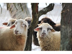Et sorununa "küçükbaş hayvan" çözümü
