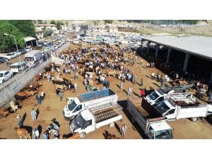 Diyarbakır’da kurbanlıklar zararına satılıyor