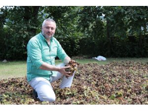 Feyzi: “15 TL’den aşağı fındık fiyatı kabul edilemez”