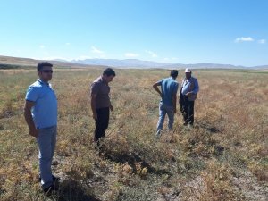 Özalp ilçesinde nohut hasadı