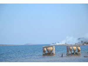 Ayvalık’ta 3 dekarlık orman kül oldu