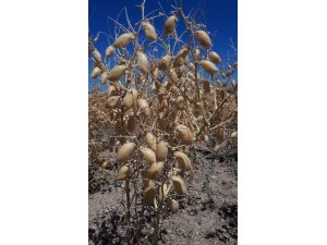 Nohut çiftçinin yüzünü güldürdü