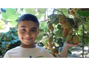 Türkiye’nin ilk kivi hasadı Silifke’de yapıldı