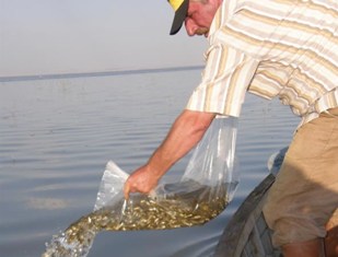 Akşehir Gölü'ne 125 bin sazan bırakıldı