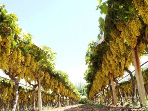 Yaş üzüm fiyatları üreticinin yüzünü güldürdü