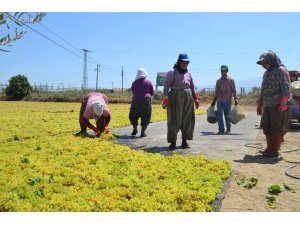 Manisa’nın kuru üzümü Çin pazarı yolunda