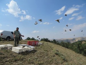 Kırıkkale'de 2 bin keklik doğaya salındı
