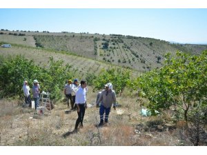 Selendi’de Antep fıstığı hasadı başladı