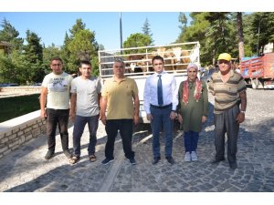 Akseki ilçesinde genç çiftçilere büyükbaş hayvan desteği