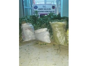 Mısır tarlasına uyuşturucu operasyonu: 4 gözaltı