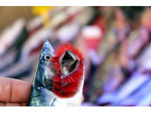 Denizlerde av sezonu açılıyor