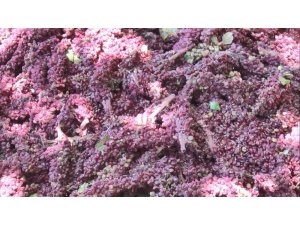 Kahramanmaraş’ta sumak ekşisi hasadı başladı