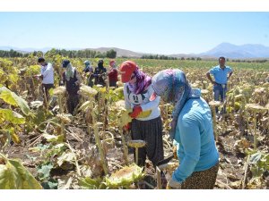 Elbistan’da ayçiçeği hasadı başladı