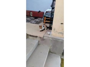 Kedi fareyle oynadı