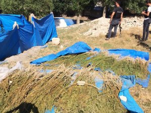 Ağrı’da esrar ve kenevir operasyonu