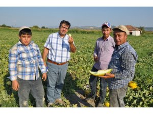 Kırkağaç’ta kavun hasadı başladı