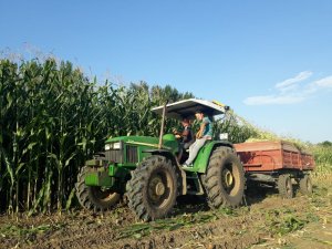 Edirne’de mısır silajı zamanı