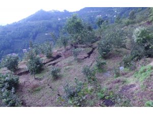 Ordu’daki selde 809 ton fındık, 17 bin civciv kayboldu