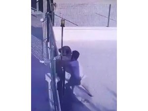 Malaklı cinsi çoban köpeğini böyle çaldı