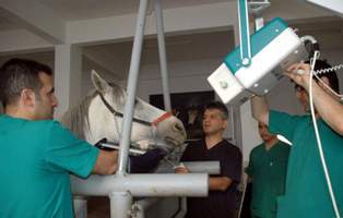 SÜ'de At Kliniği hizmete başladı