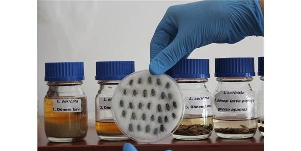 Sinek larvaları hastalara şifa oluyor