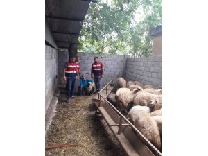 Çalınan koyunlarına kavuşan kadının sevinci