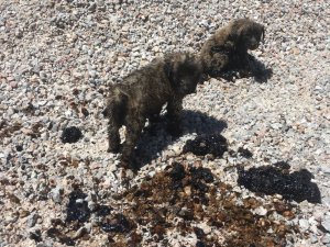 Zifte saplanan köpek yavruları ölmek üzereyken kurtarıldı