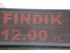 Ordu’da fındık 12 TL’den işlem görüyor