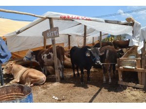 Bazı pazarlarda kurbanlıklar bitti