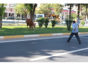 Kurbanlık dana ortalığı birbirine kattı