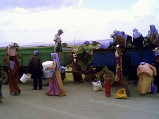 Traktör römorkunda tehlikeli yolculuk