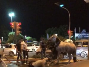 Faytona koşulan at yol ortasında yığıldı, hayvanseverler tepki gösterdi