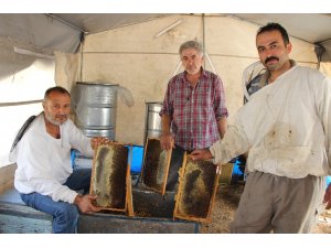 Muğla çam balı tescillendi