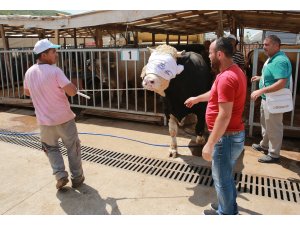 Kurban pazarlarında arife günü hareketliliği