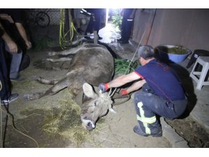 Kaçarken duvardan düşen kurbanlık 3 saatte kurtarıldı